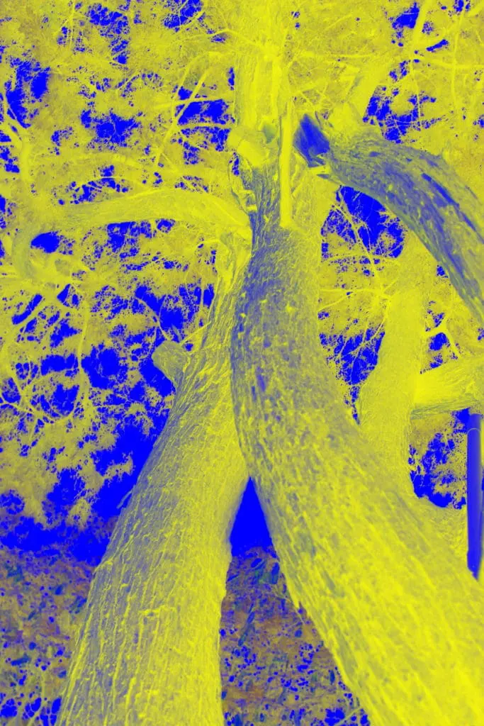 A close up of the leaves on a tree